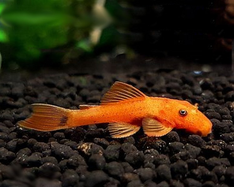 Orange Bristlenose Ancistrus Small